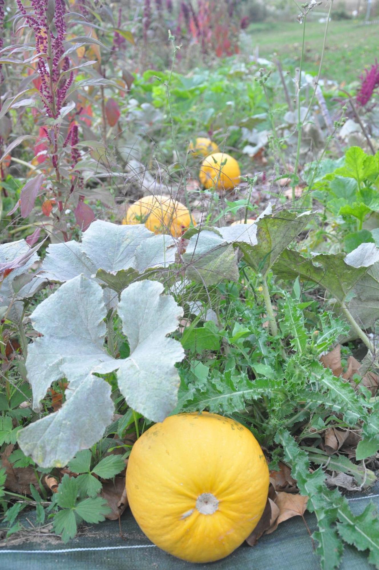 La Source, Vegetarian Guest House Chabeuil エクステリア 写真